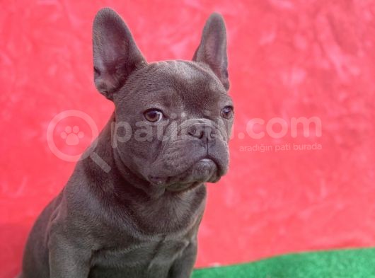Güzeller Güzeli Dişi French Bulldog Blue Yavrumuz