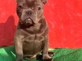 Güzeller Güzeli Dişi French Bulldog Blue Yavrumuz