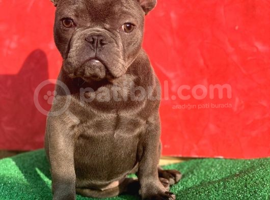 Güzeller Güzeli Dişi French Bulldog Blue Yavrumuz görsel
