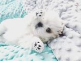 Maltipoo Saf Irk Korekani