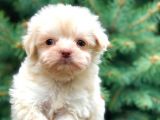 Ankara’nın en güzel maltipoo yavruları