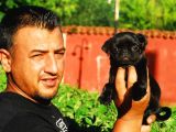 siyah renk pug mops yavrumuz dişi
