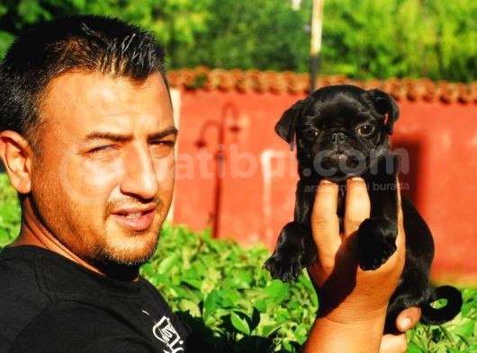 Siyah Renk Pug Mops Yavrumuz Dişi