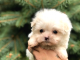0 Numara Maltipoo