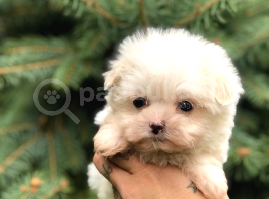 0 Numara Maltipoo görsel