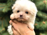 0 Numara Maltipoo
