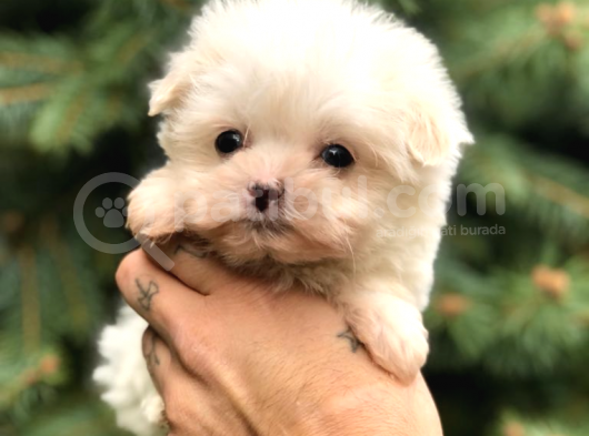 0 Numara Maltipoo görsel