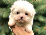 0 Numara Maltipoo