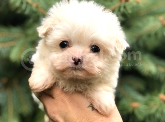 0 Numara Maltipoo görsel