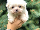 0 numara maltipoo