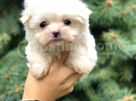 0 Numara Maltipoo