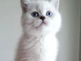 BRİTİSH SHORTHAİR SİLVER YAVRULARIM