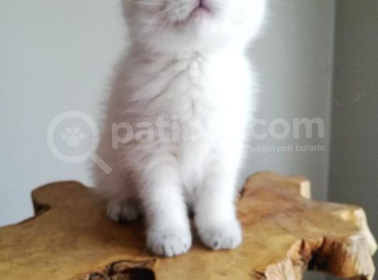 Bri̇ti̇sh Shorthai̇r Si̇lver Yavrularim görsel