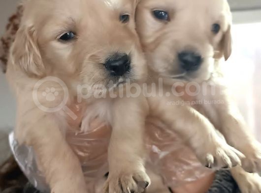 Safkan Golden Bebekler görsel