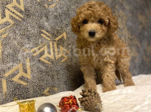 Çeşi̇t Çeşi̇t Toy Poodle Bebekler görsel