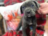 Blue mavi gözlü orjinal cane corso bebekler