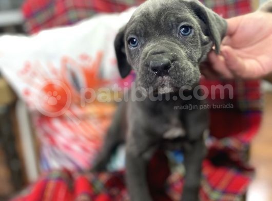 Blue Mavi Gözlü Orjinal Cane Corso Bebekler