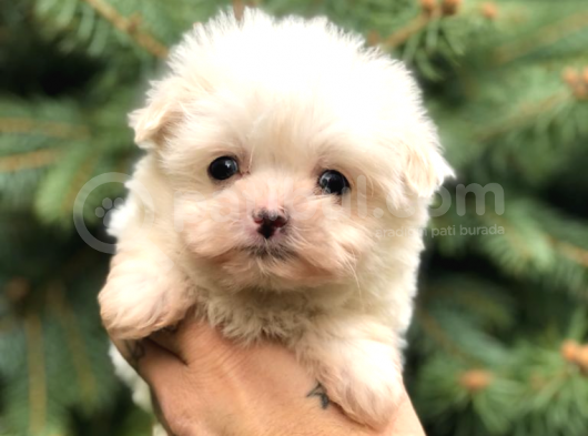 0 Numara Maltipoo görsel