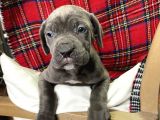 Blue Mavi Gözlü Orjinal Cane Corso Bebekler