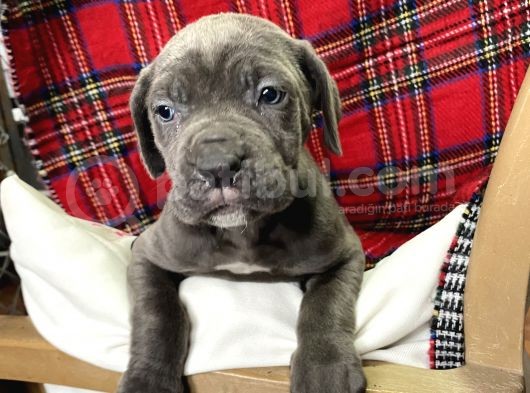Blue Mavi Gözlü Orjinal Cane Corso Bebekler görsel