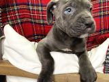 Blue Mavi Gözlü Orjinal Cane Corso Bebekler