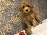 ÇEŞİT ÇEŞİT TOY POODLE BEBEKLER