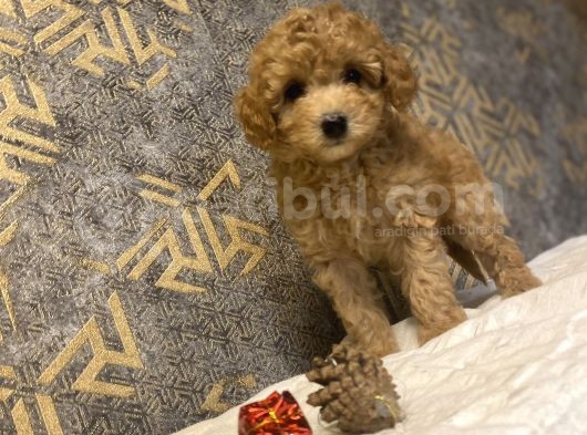 Çeşi̇t Çeşi̇t Toy Poodle Bebekler