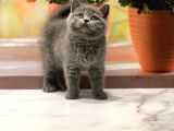 Orji̇nal Bri̇ti̇sh Shorthai̇r Yavrularimiz