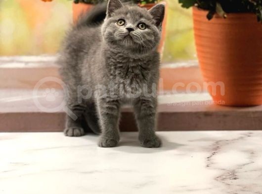 Orji̇nal Bri̇ti̇sh Shorthai̇r Yavrularimiz görsel