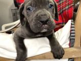 Blue Mavi Gözlü Orjinal Cane Corso Bebekler