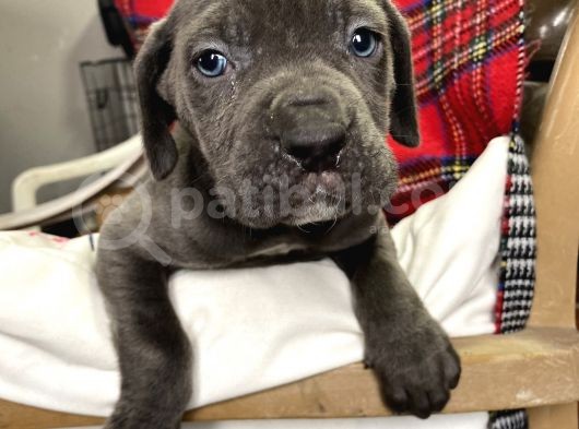 Blue Mavi Gözlü Orjinal Cane Corso Bebekler görsel