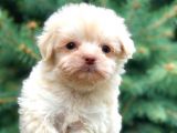 Ankara’nın En Güzel Maltipoo Yavruları