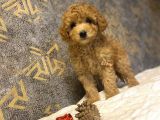 Çeşi̇t Çeşi̇t Toy Poodle Bebekler
