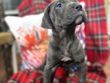 Blue Mavi Gözlü Orjinal Cane Corso Bebekler