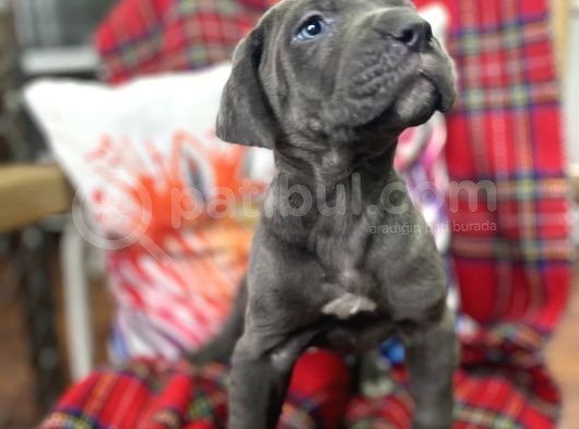 Blue Mavi Gözlü Orjinal Cane Corso Bebekler görsel
