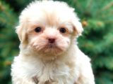Ankara’nın En Güzel Maltipoo Yavruları