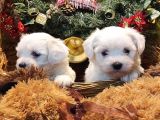 Her Kese Her Keseye Uygun Maltese Terrier Yavruları