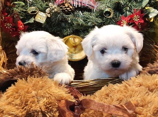 Her Kese Her Keseye Uygun Maltese Terrier Yavruları görsel