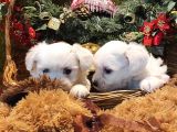 Her Kese Her Keseye Uygun Maltese Terrier Yavruları