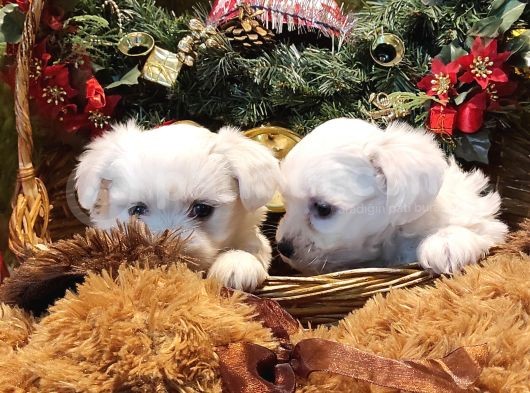 Her Kese Her Keseye Uygun Maltese Terrier Yavruları görsel