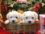Her kese her keseye uygun Maltese Terrier Yavruları