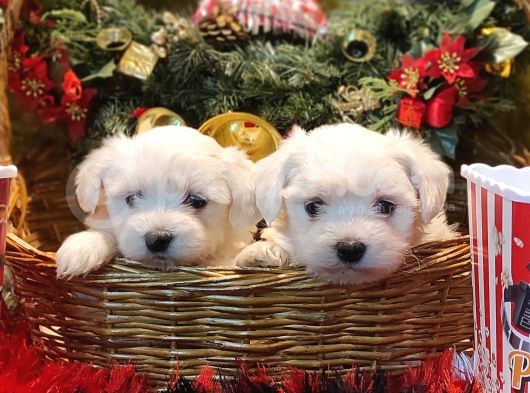 Her Kese Her Keseye Uygun Maltese Terrier Yavruları