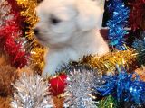 Her Kese Her Keseye Uygun Maltese Terrier Yavruları