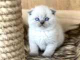 SEVİMLİ SCOTTİSH FOLD BLUE POİNT YAVRULARIM
