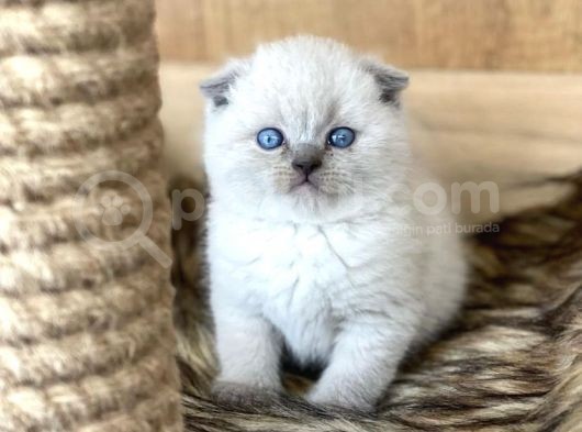 Sevi̇mli̇ Scotti̇sh Fold Blue Poi̇nt Yavrularim
