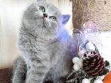 Safkan Bri̇ti̇sh Shorthai̇r Yavrularimiz