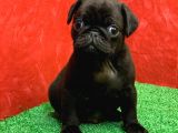 Gözleri̇ni̇zi̇ Kamaştiracak Güzelli̇kte Si̇yah Dişi Ve Erkek Pug