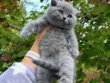 Irkinin En İyi̇si̇ Bri̇ti̇sh Shorthai̇r Yavrularimiz Tesli̇me Hazir