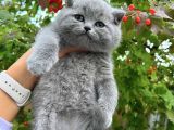 IRKININ EN İYİSİ BRİTİSH SHORTHAİR YAVRULARIMIZ TESLİME HAZIR