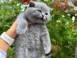 Irkinin En İyi̇si̇ Bri̇ti̇sh Shorthai̇r Yavrularimiz Tesli̇me Hazir